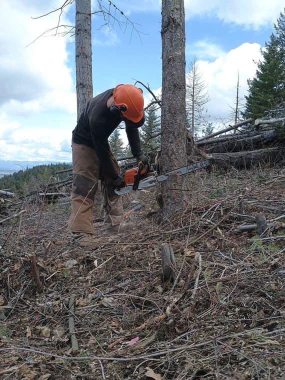A man is cutting a tree with a chainsaw in the woods.