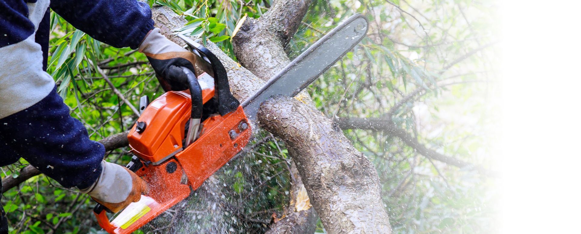 A person is using a chainsaw to cut a tree branch.