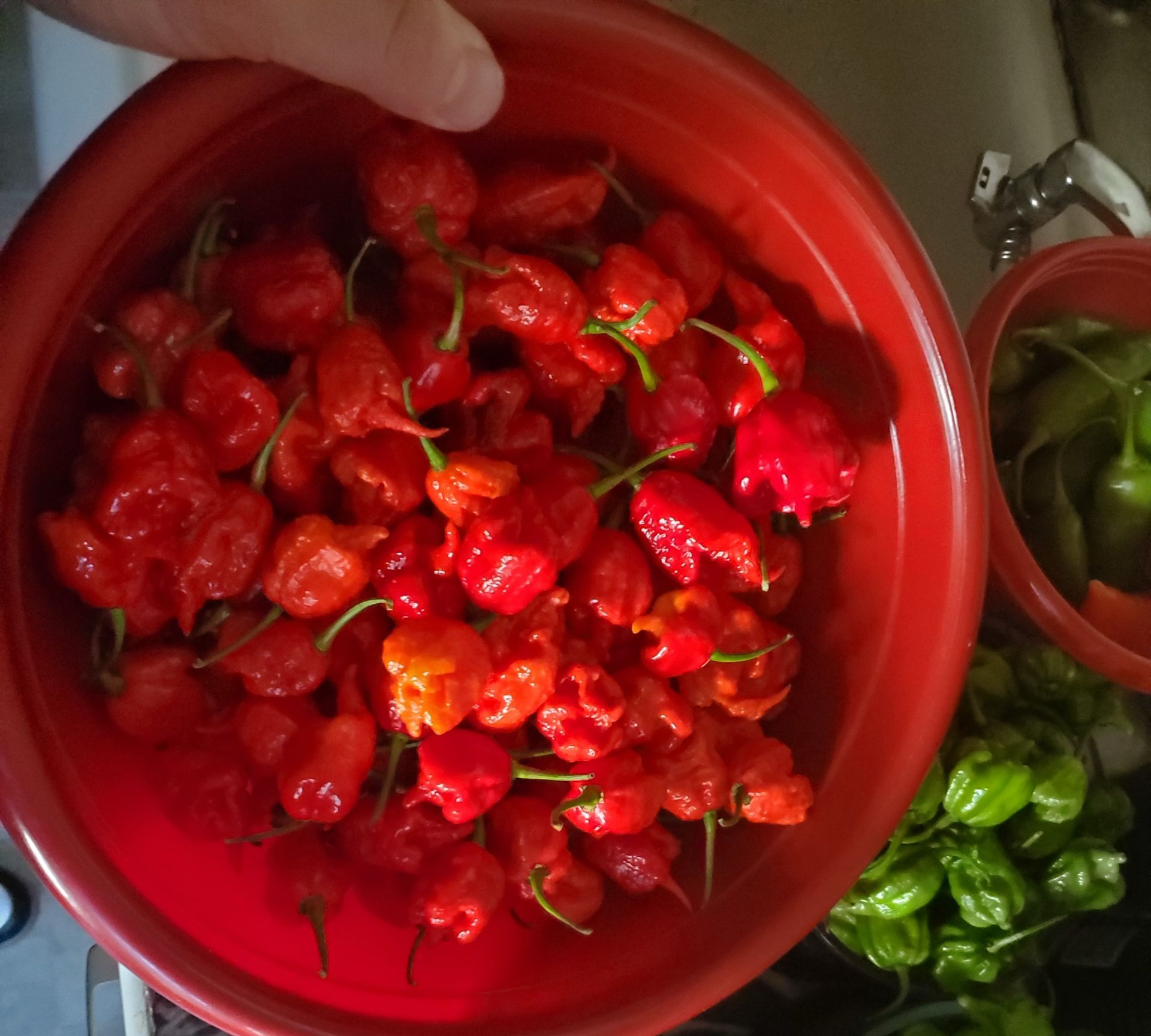 Carolina Reapers shown as fresh ingredient 