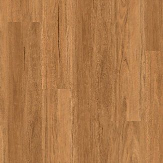 DLL 704 coastal spotted gum