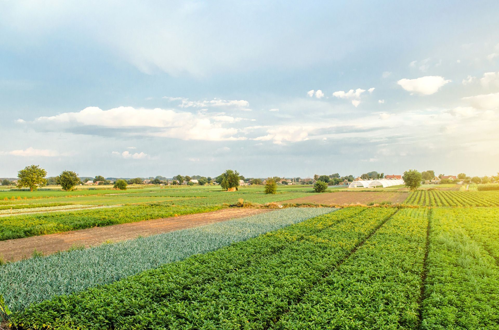 Vast agricultural fields featuring rows of green crops under a bright, partly cloudy sky.