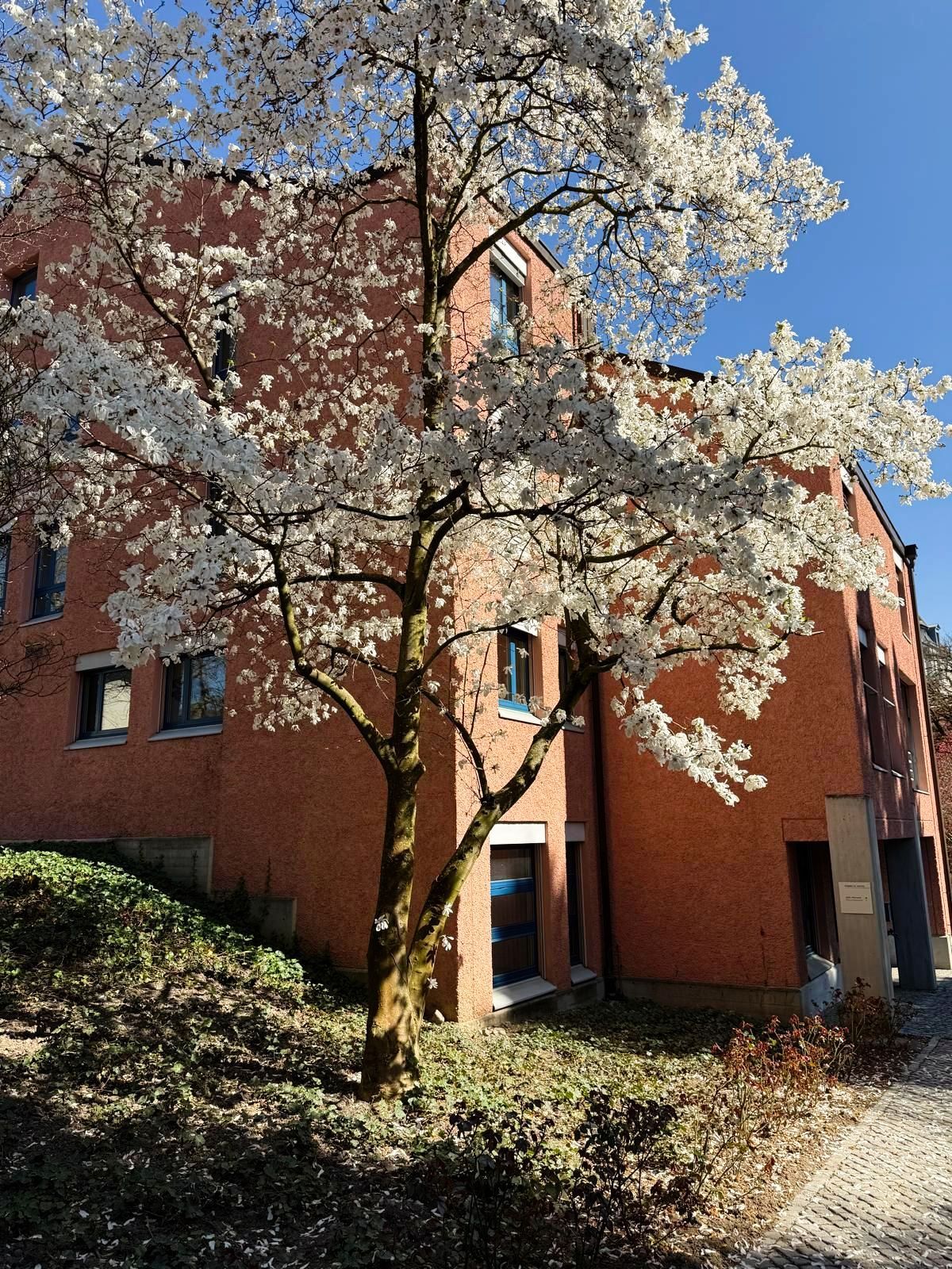A tree with white flowers is in front of a building