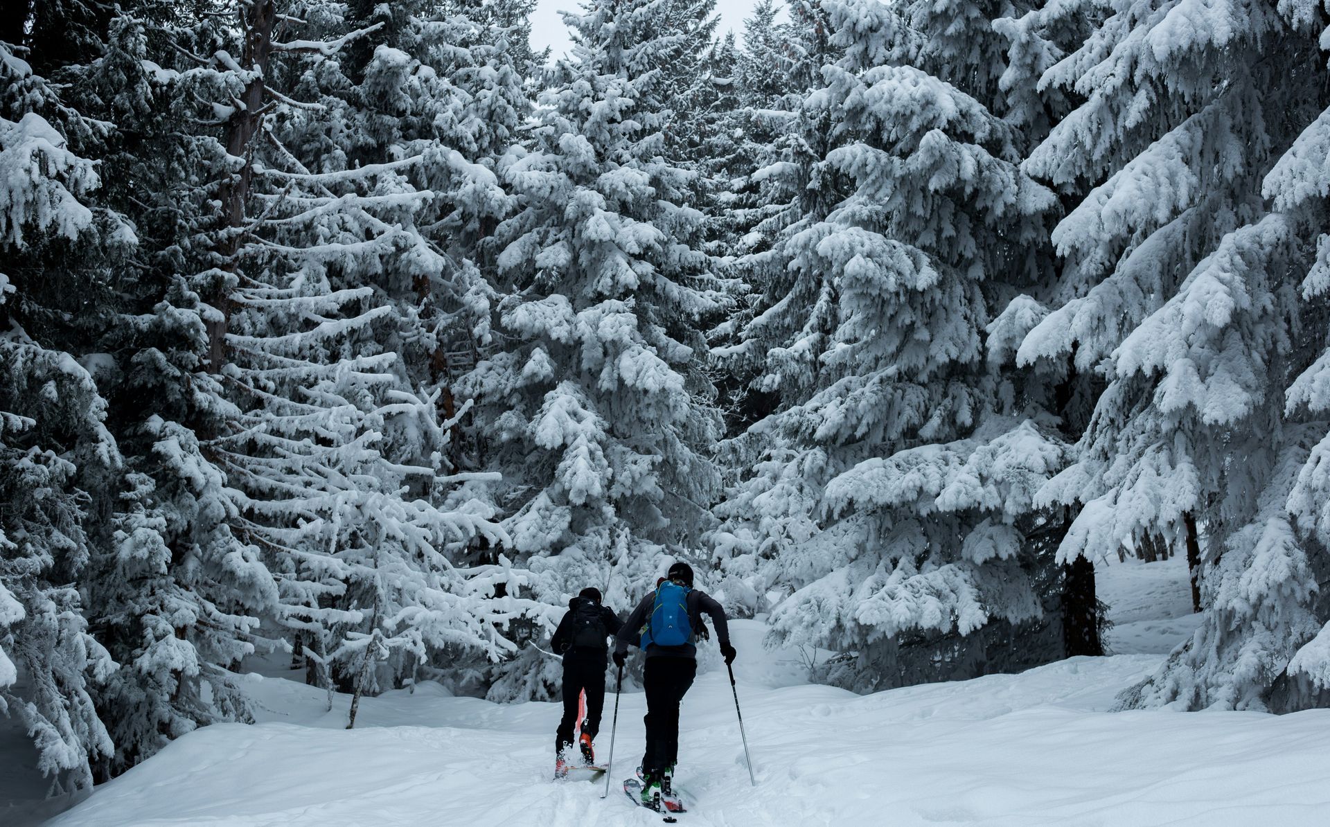 Two people are skiing through a snowy forest.