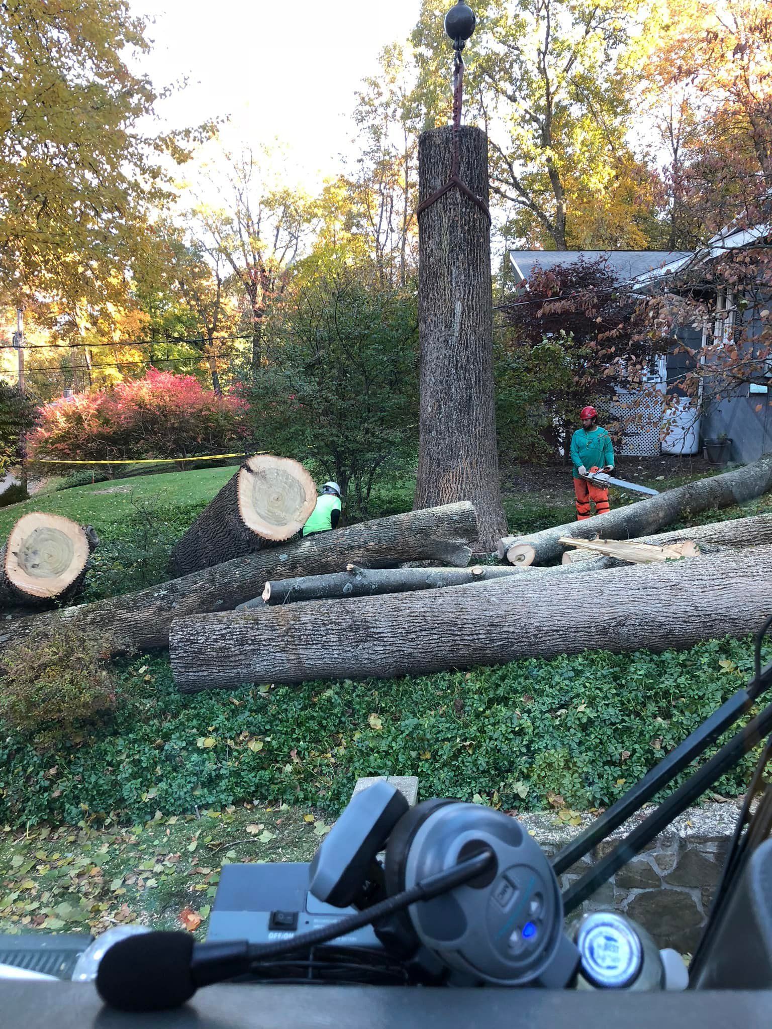 Two people cutting a tall tree in a yard. Logs are scattered on the ground.