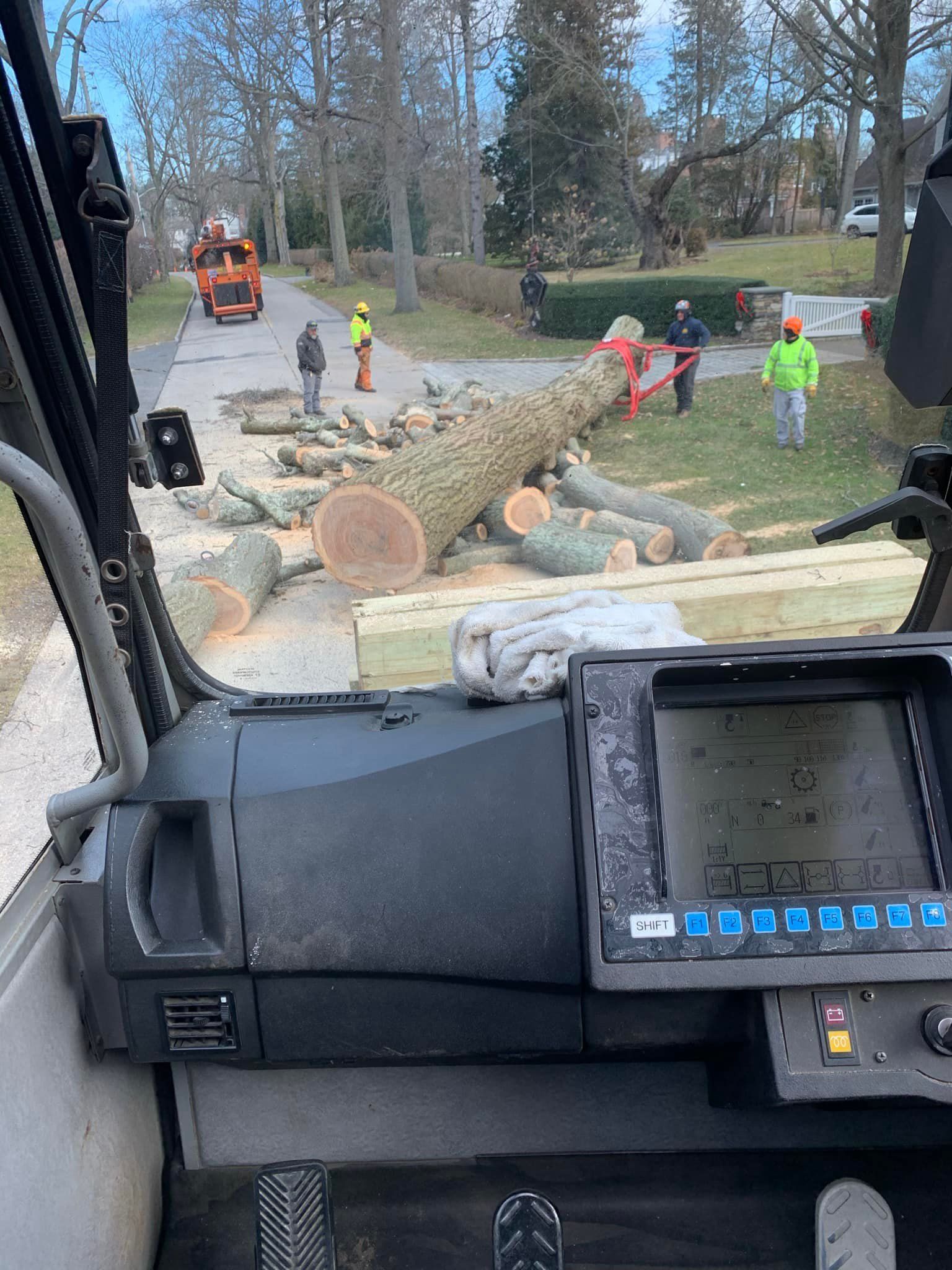 View from a crane cab of tree removal: workers cutting a large tree on a street.
