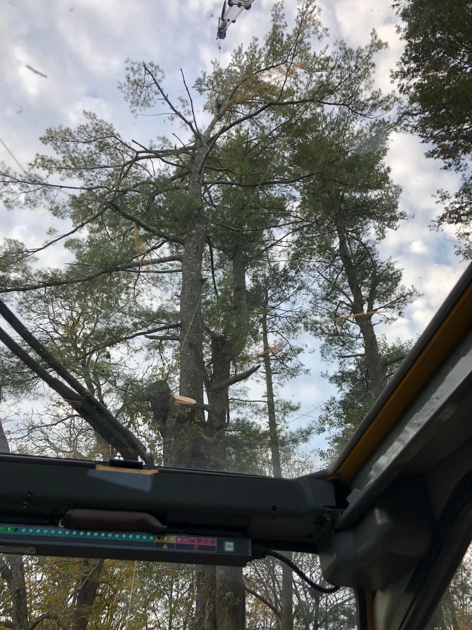 Tall trees viewed from inside a vehicle, possibly a tractor. Overcast sky.