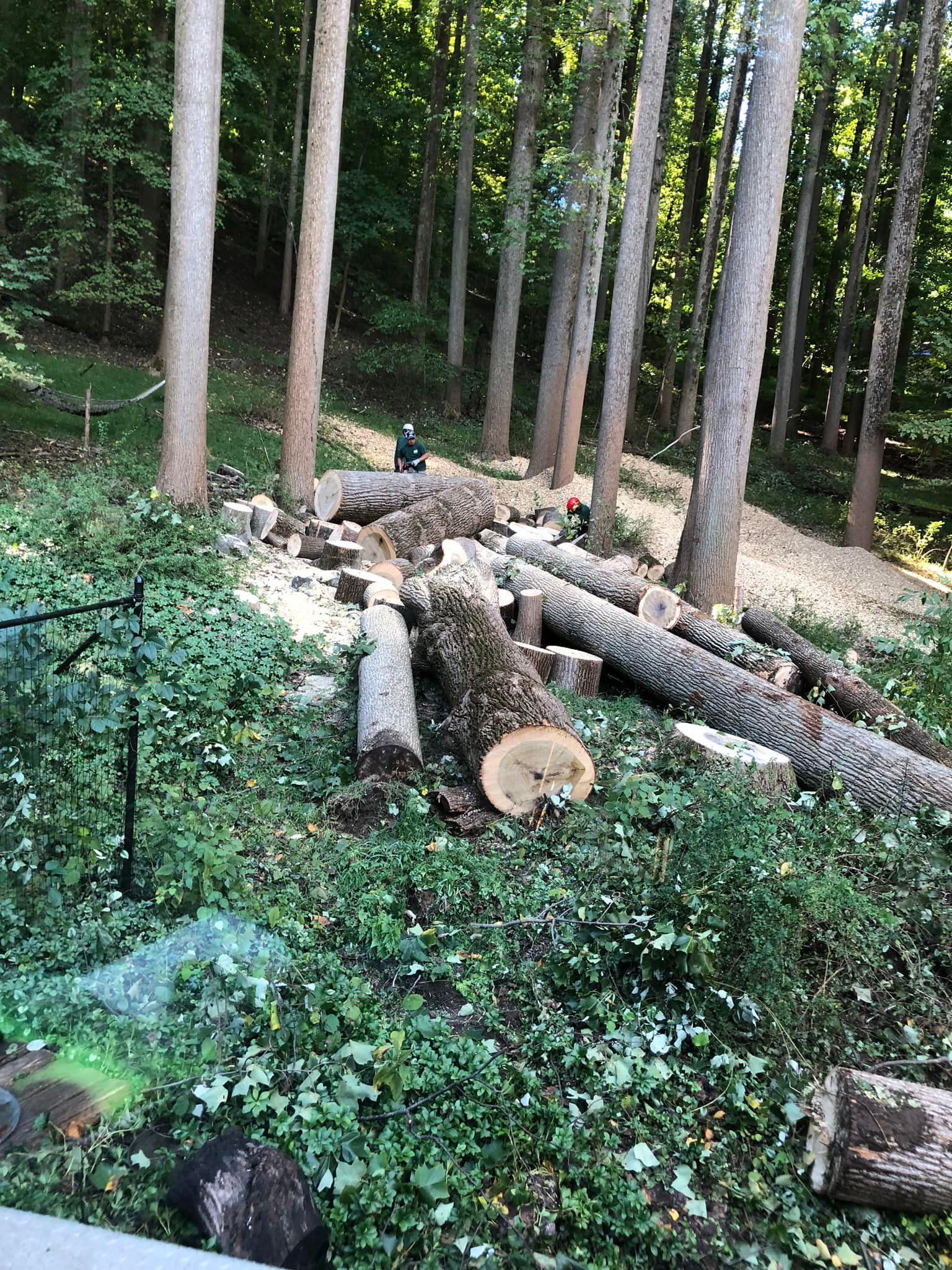 Logs and cut tree debris on a grassy hillside in a wooded area.