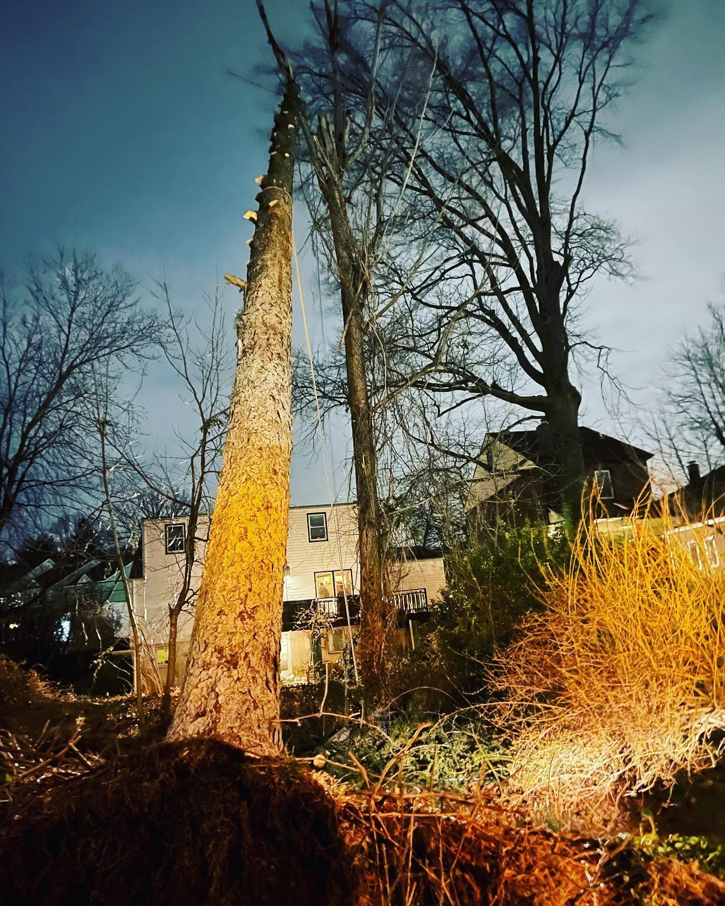 Two tall trees with bare branches, lit at night with a house in the background and a dark blue sky.