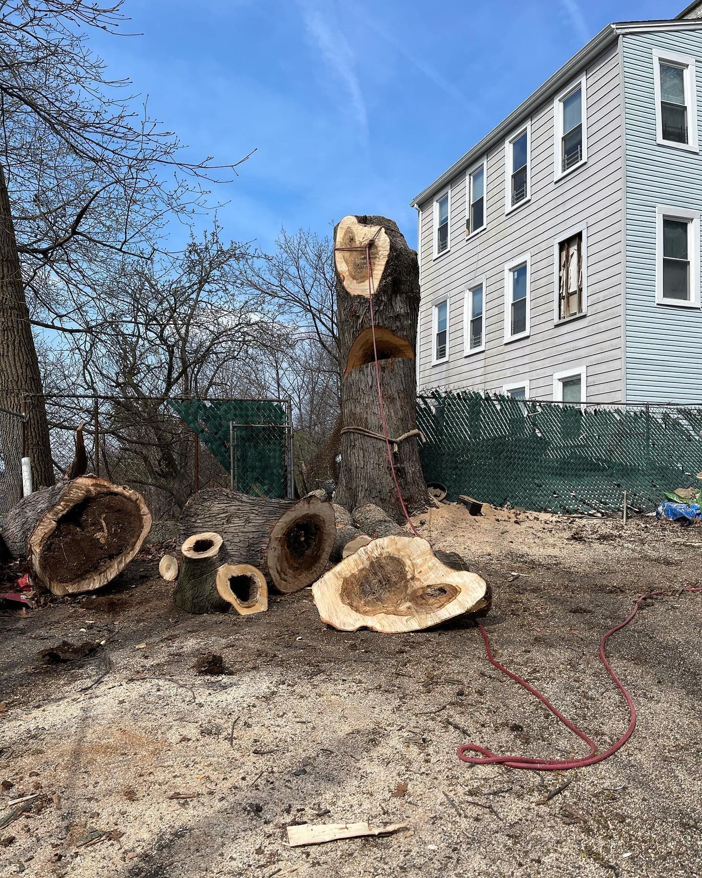 Cut tree trunk with several severed logs on the ground, near a light blue building and green fence under a blue sky.