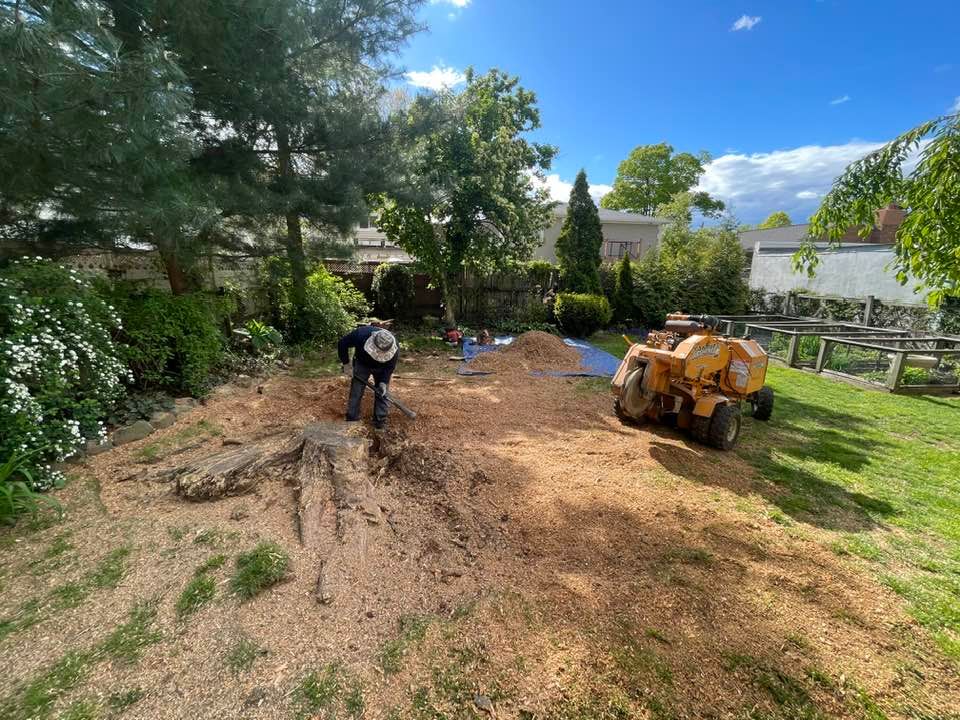 Man operating a stump grinder in a yard with wood chips. A yellow stump grinder sits on brown mulch.