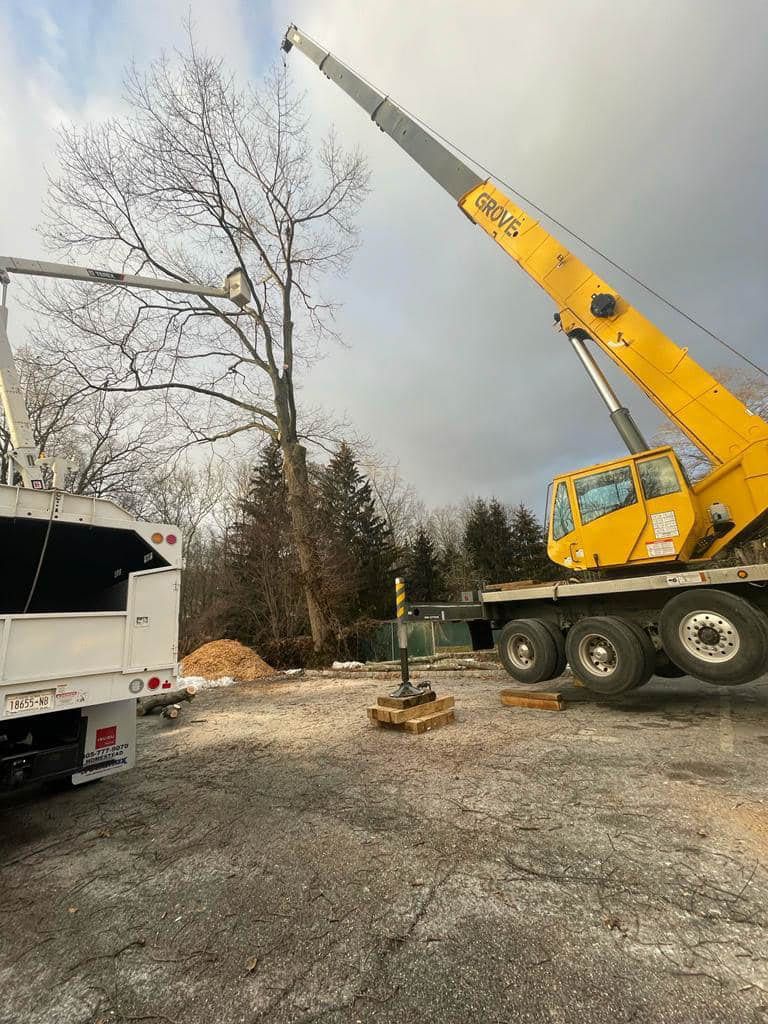 Yellow crane next to a tree, possibly removing it. White truck on the left. Cloudy sky overhead.