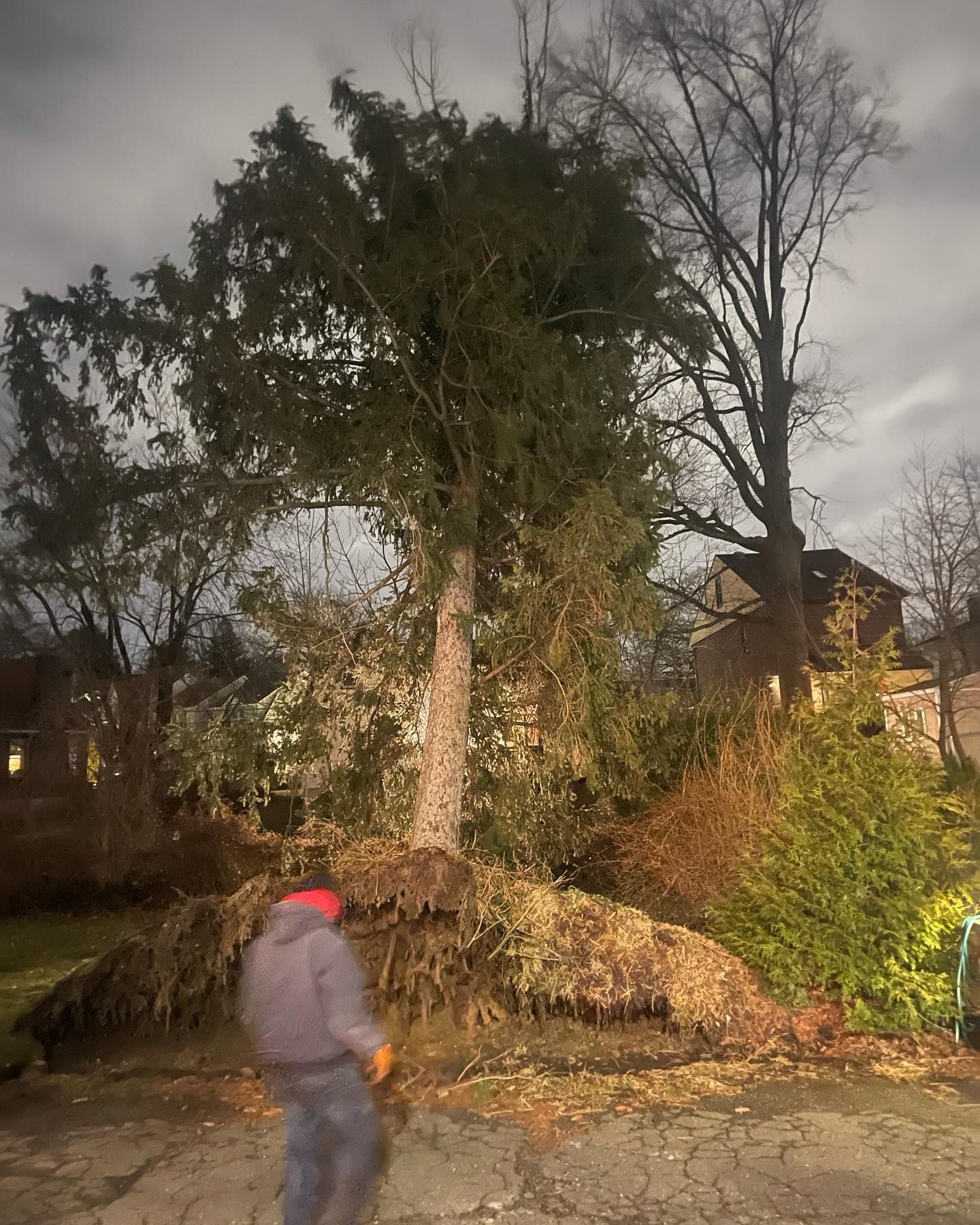 Fallen tree with exposed roots on a residential street; person in red hat walks past. Overcast sky.