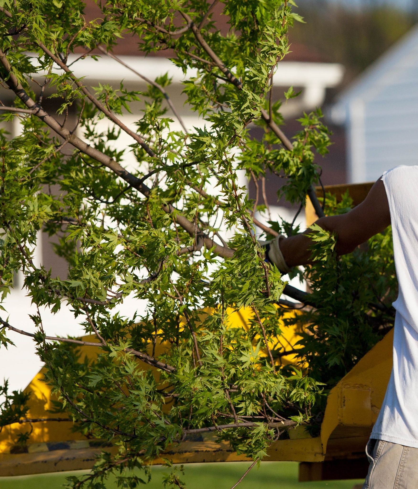 Person trimming branches on a tree with a yellow machine, outdoors.