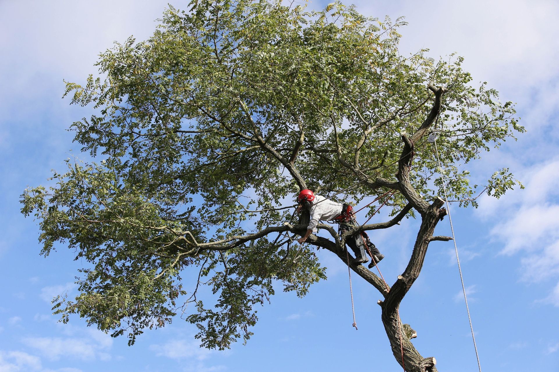 Person climbing a tree with green leaves against a blue sky.