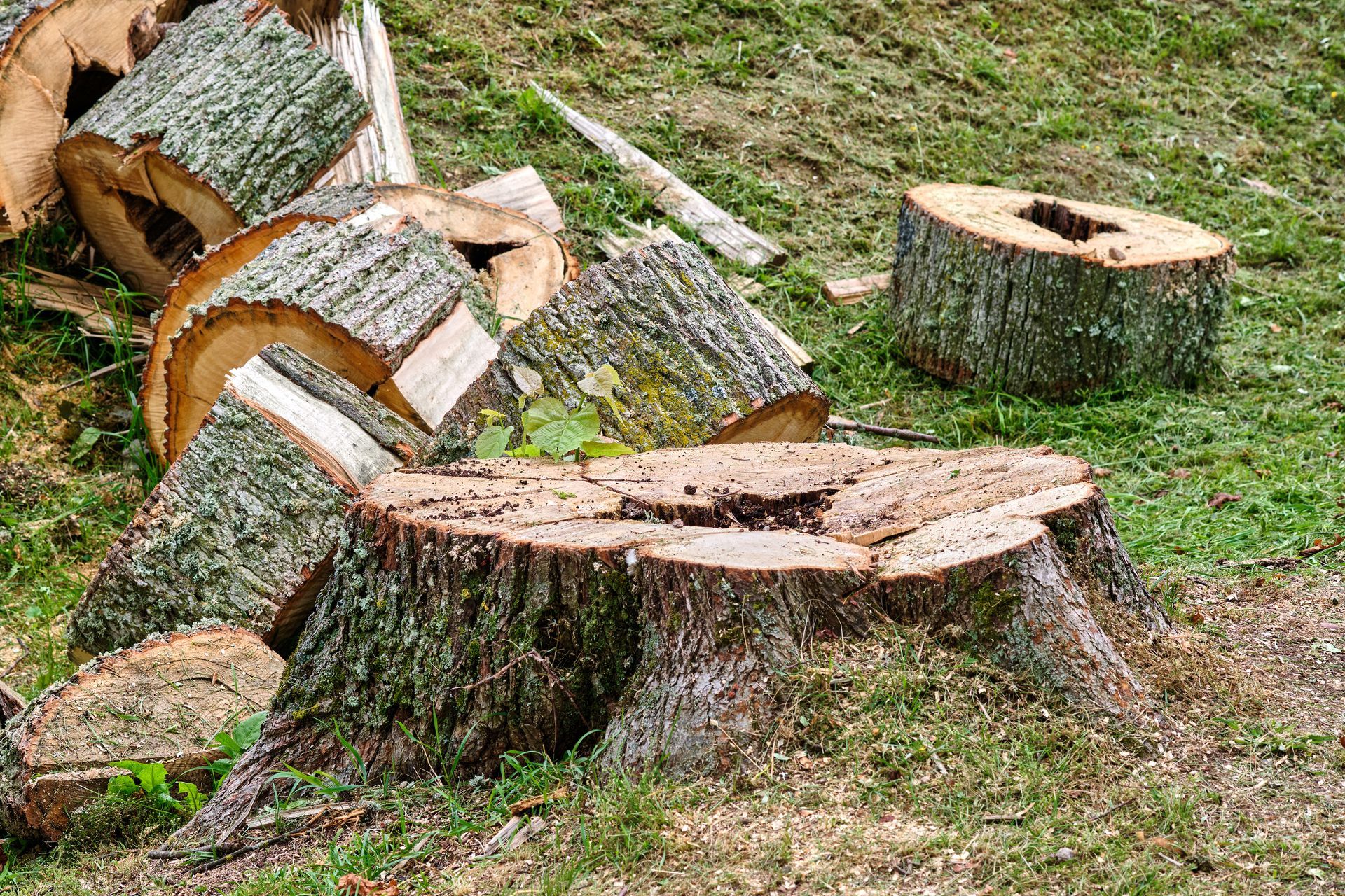 Tree stump with cut logs on green grass.