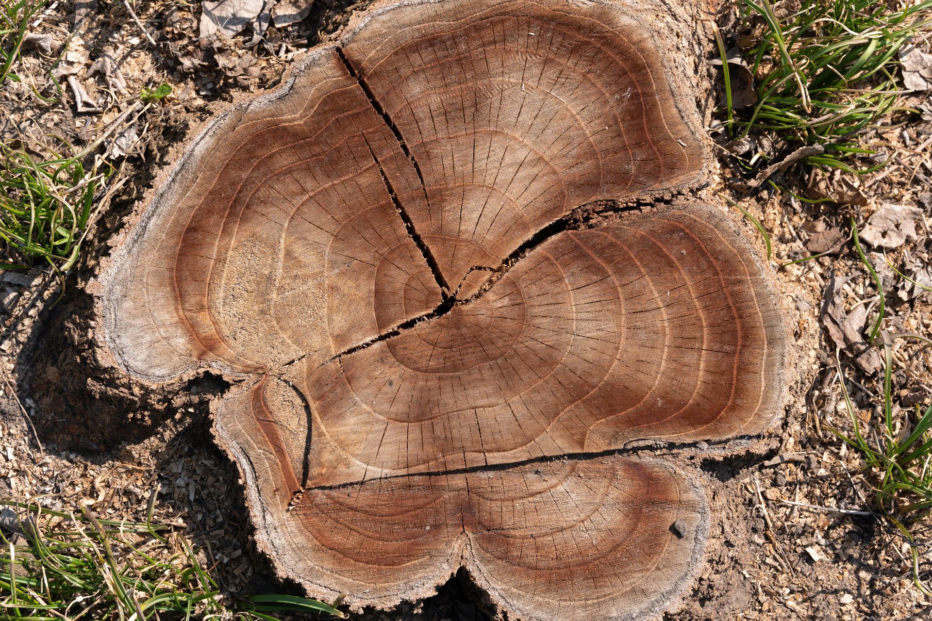 Tree stump, showing growth rings and cracks, on soil with grass.