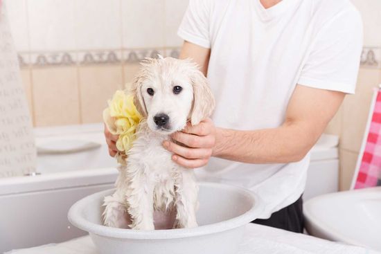 un ragazzo che lava un cane in un catino
