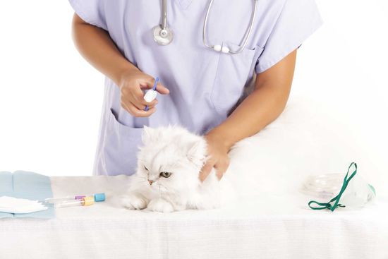un gattino bianco e dietro una veterinaria