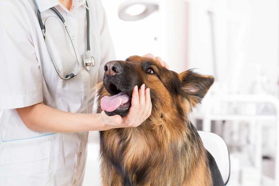 una veterinaria che accarezza un cane