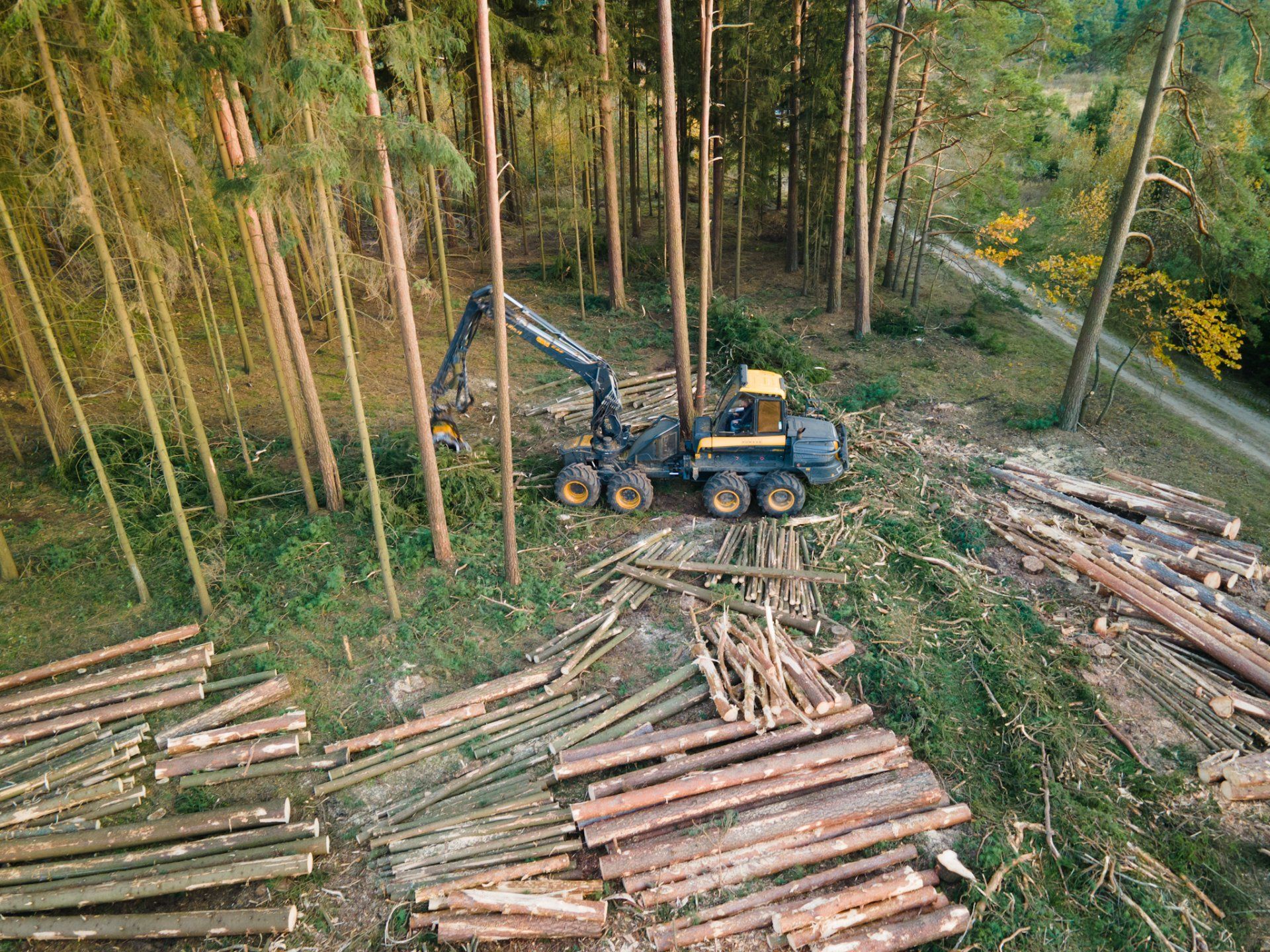 Miško ruošos darbai