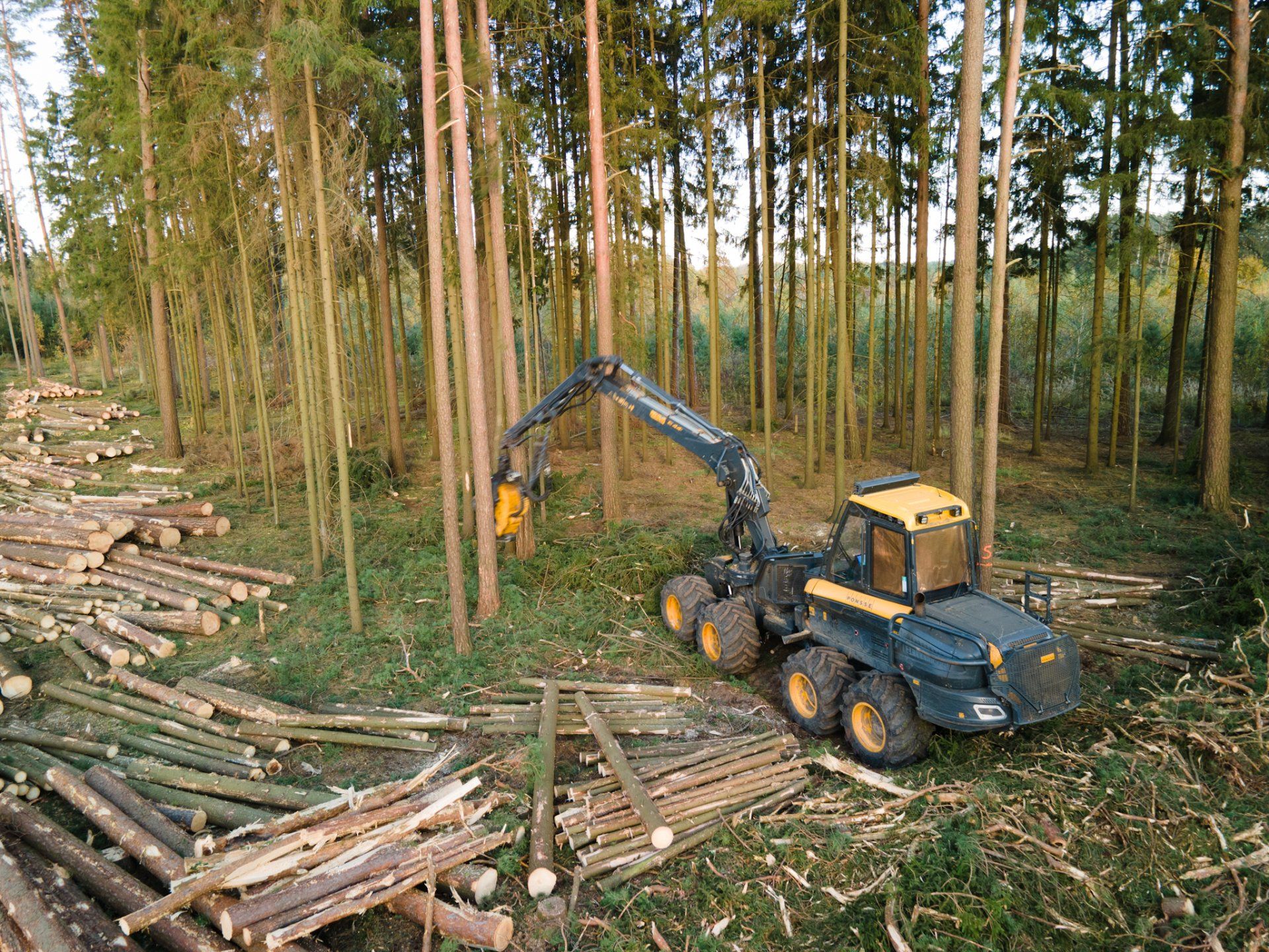 Miško ruošos darbai