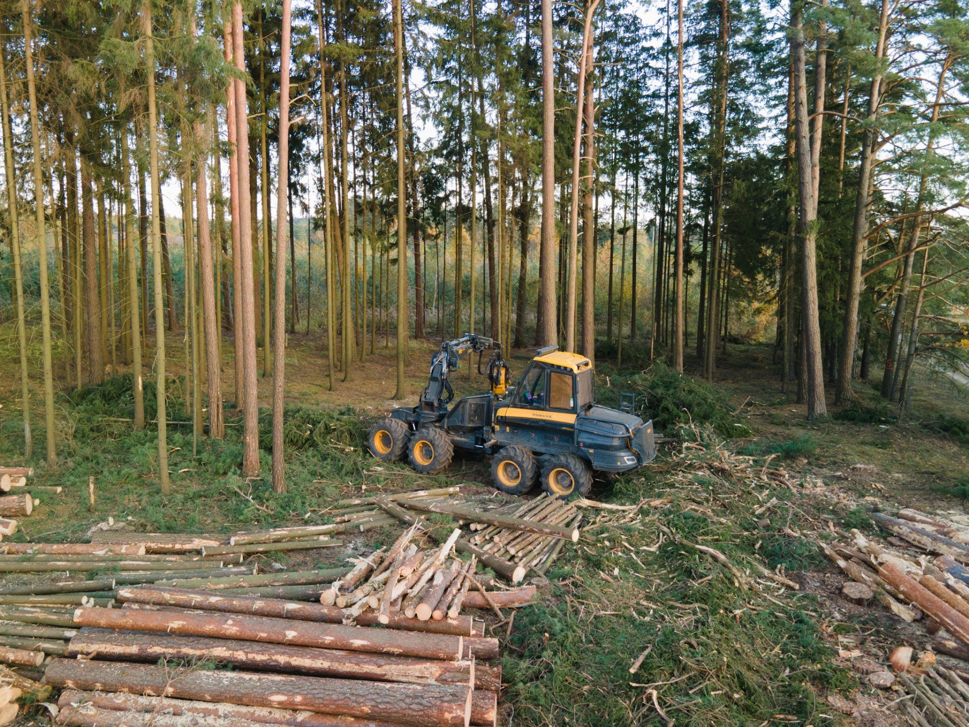 Miško ruošos darbai