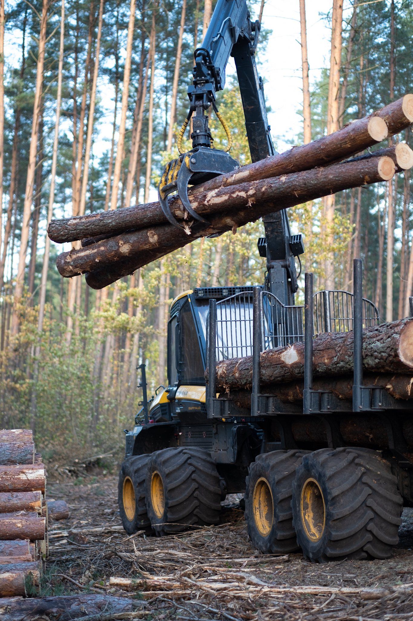 Miško ruošos darbai