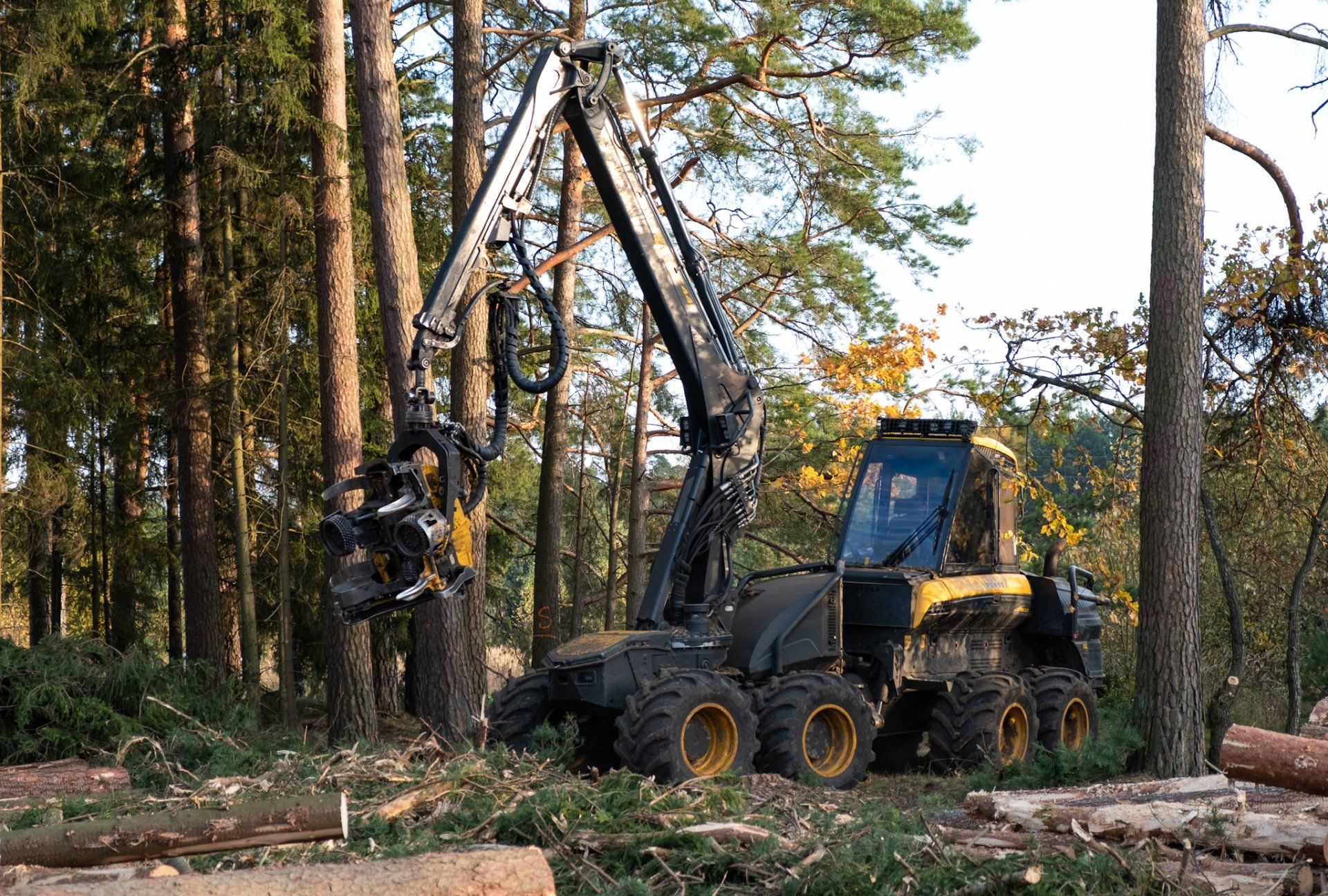 Miško ruošos darbai