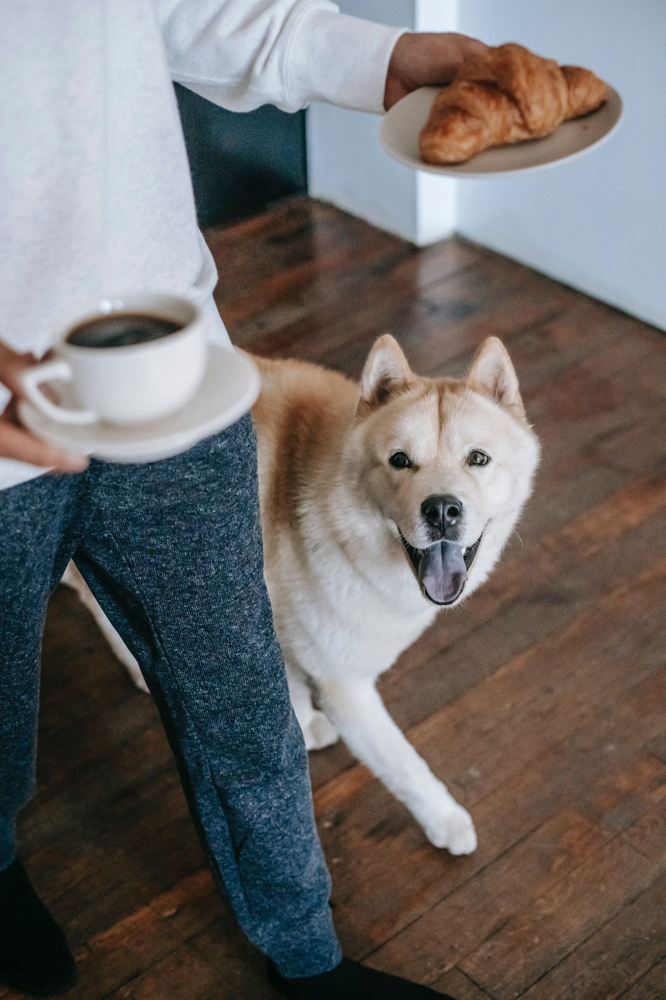 Person holding coffee and croissant, smiling dog looking up on wood floor.