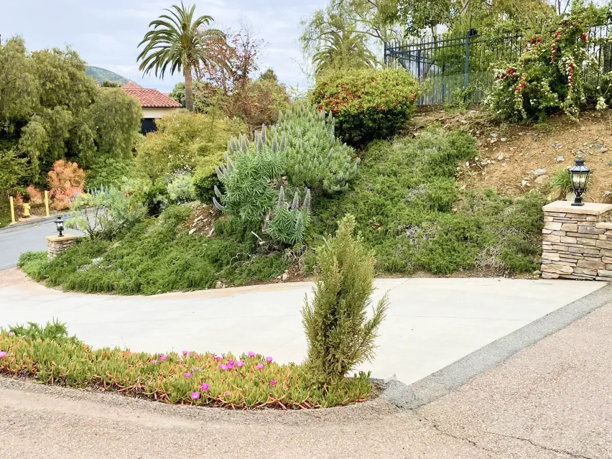 Concrete driveway and landscaped hillside, lush greenery, and a few trees.