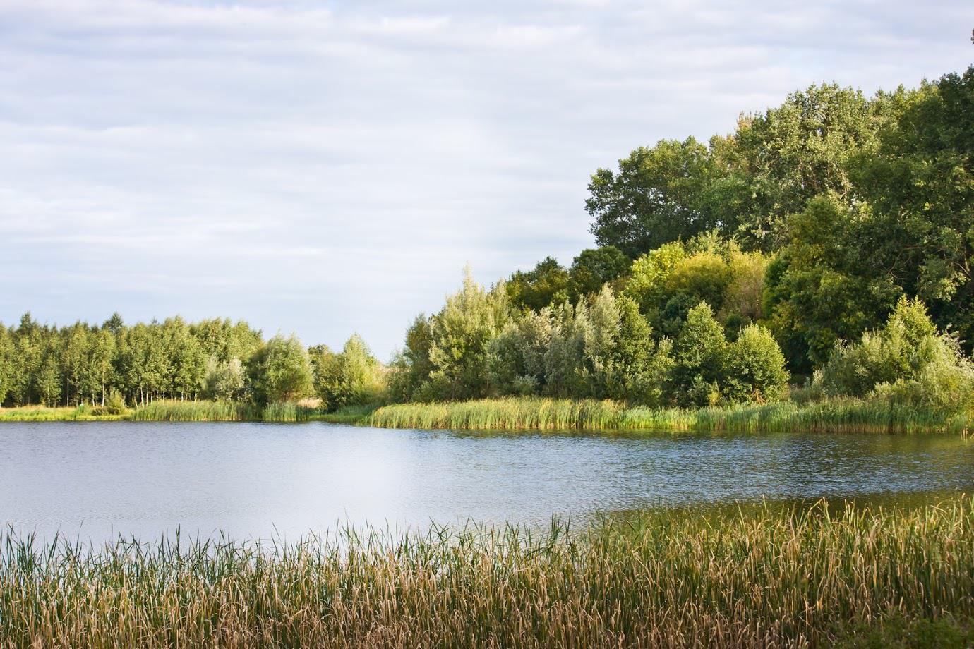 Lake with Grass and Trees — Denver, CO — Denver Oil