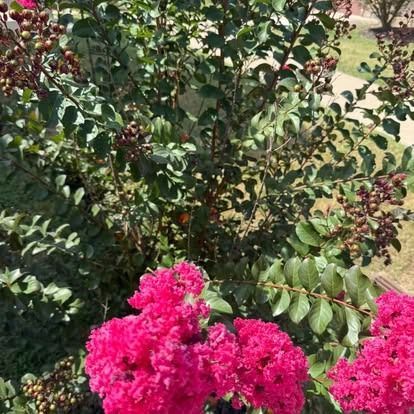 Bright pink crepe myrtle flowers in bloom; green foliage with seed pods in the background.