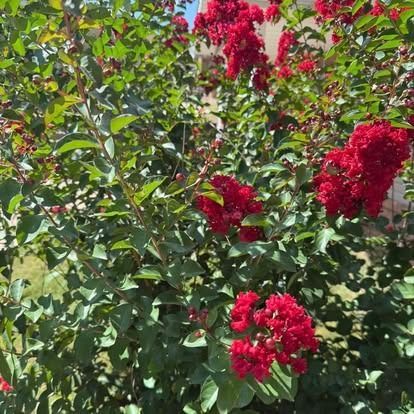 Red crape myrtle bush in full bloom with green leaves and red flowers.