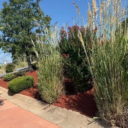 Landscaped flower bed with tall ornamental grass, red mulch, and various shrubs under a blue sky.