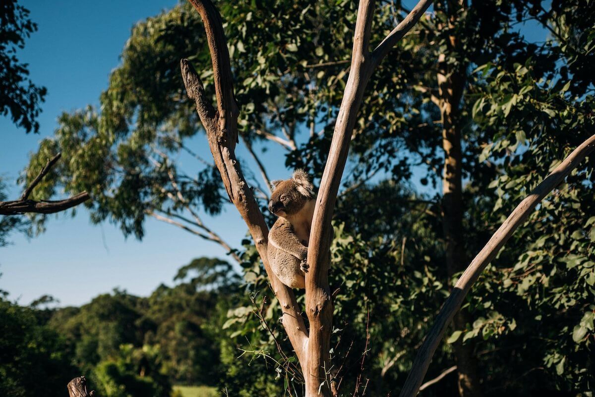 A koala bear is sitting on a tree branch — Port Macquarie Locksmiths In Thrumster, NSW