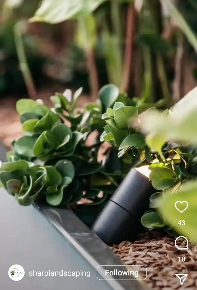 A Close Up of a Plant With a Light in the Background — Aussie UnderCover In South Nowra, NSW
