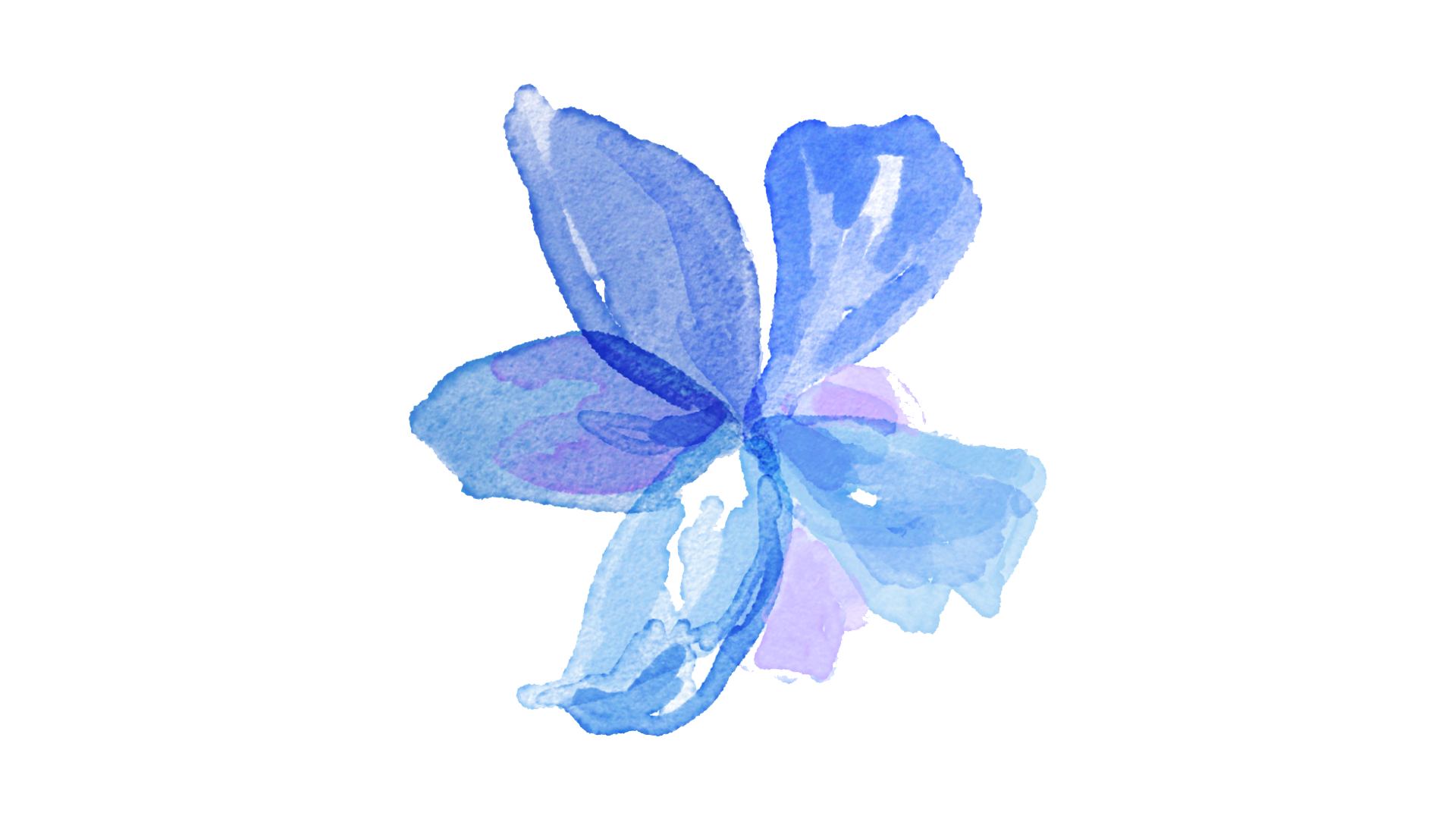 Un dipinto ad acquerello di un fiore blu su sfondo bianco.