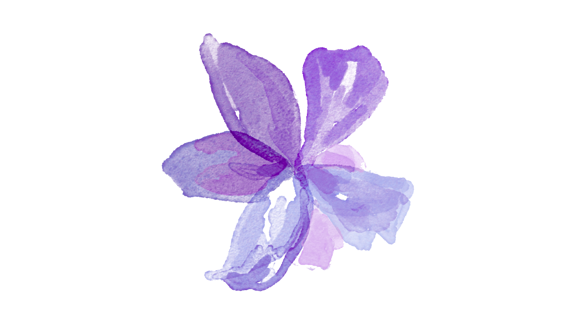 Un dipinto ad acquerello di un fiore viola su sfondo bianco.