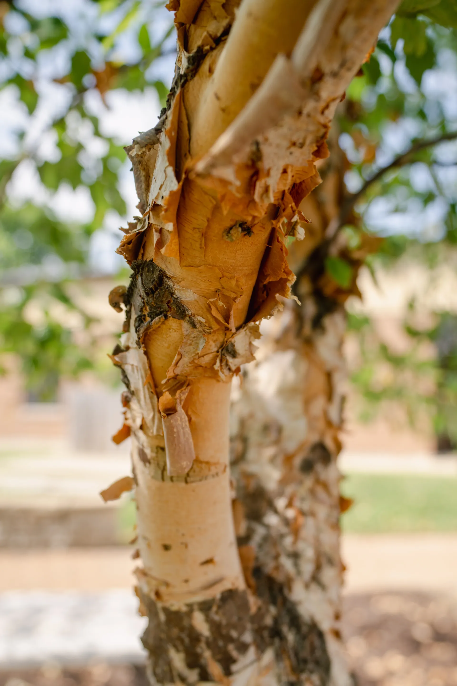 Lawn Care St Charles