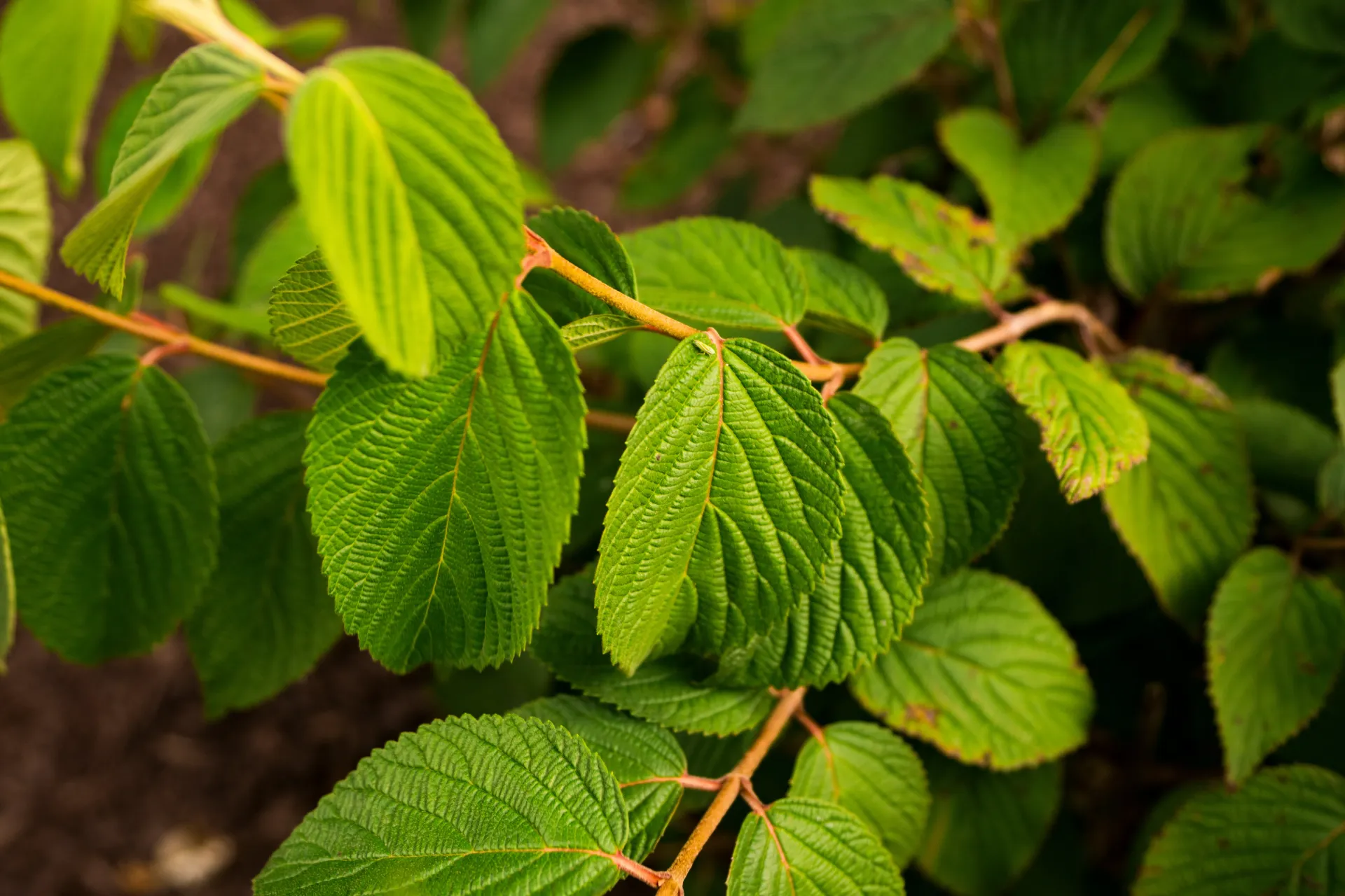 OUTDOOR LIVING CONTRACTOR