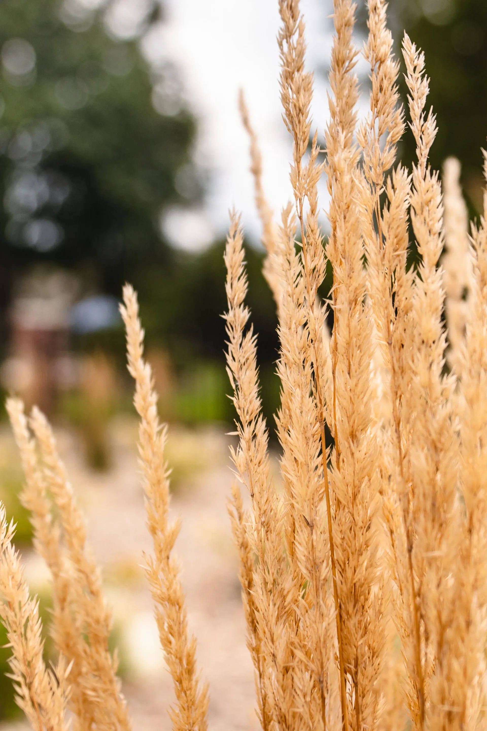 aeration and overseeding
