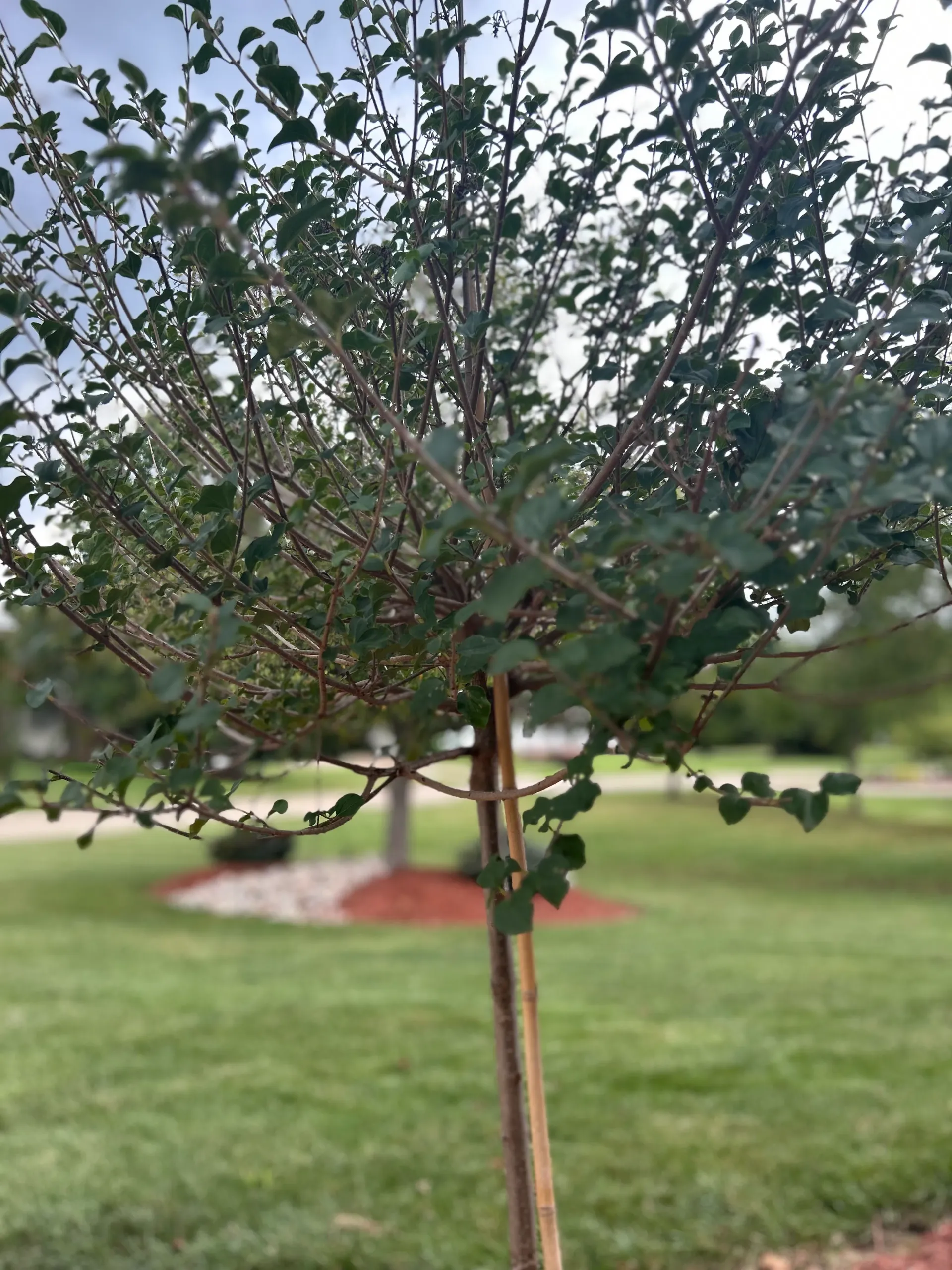 lawn aeration and overseeding