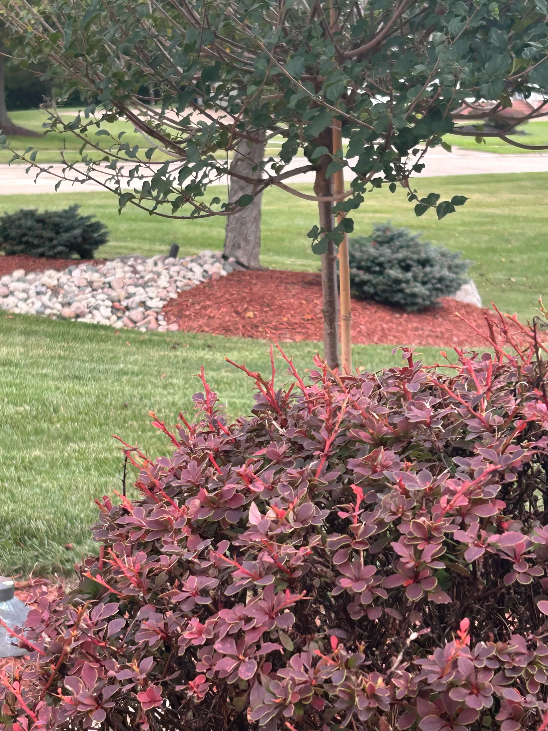 when to aerate and overseed