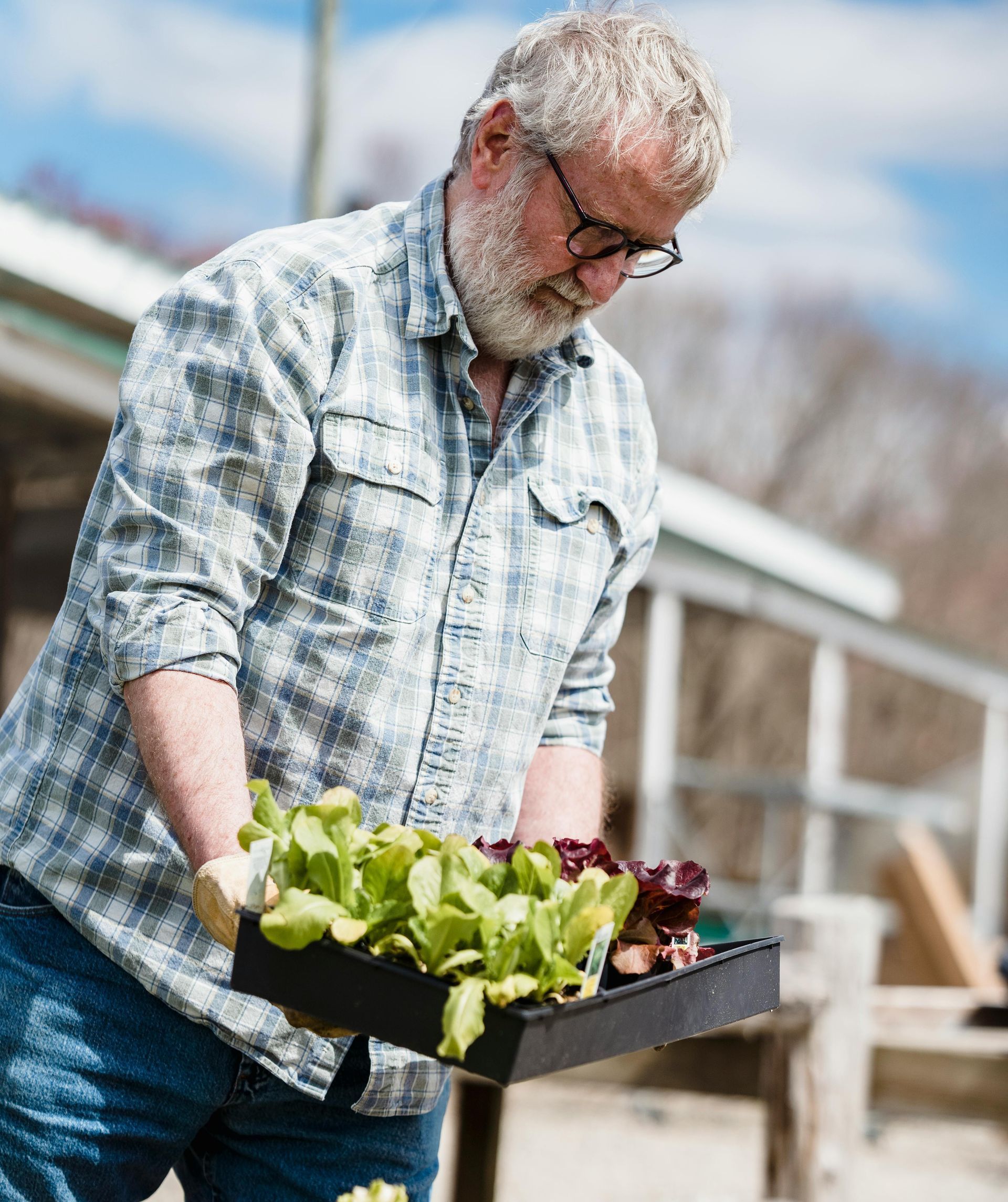 A man is holding a tray of lettuce plants.