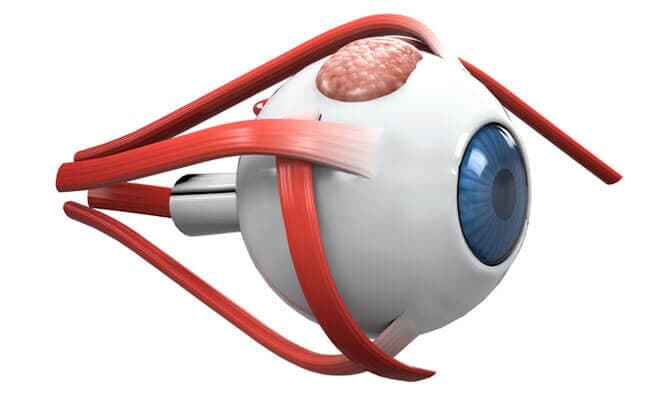 DR. JORGE A. MÍLLER URÍAS - CORNEAS
Imagen 6 de 7