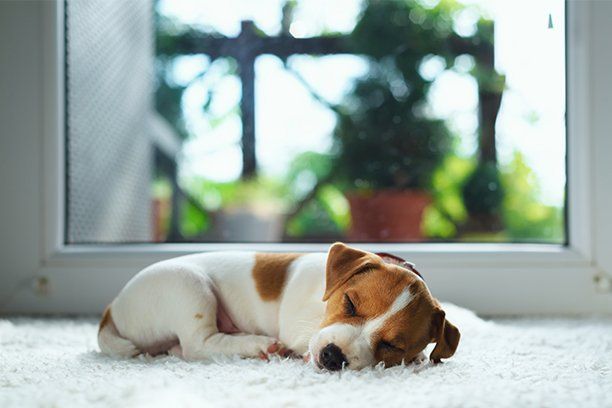 Sleeping Puppy on White Carpet — Saint Cloud, MN — Bart’s Carpet Clean Systems LLC