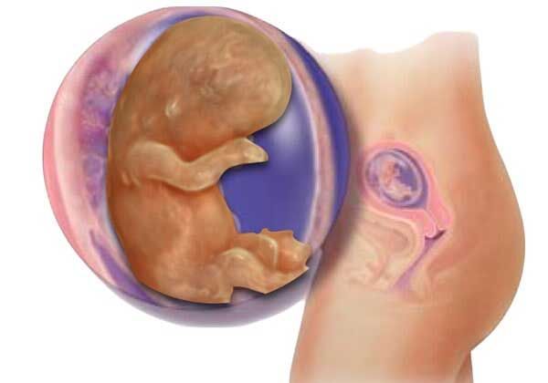 Medicina Fetal Avanzada – ocografía de tamizaje