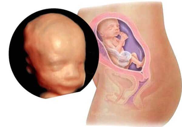 Medicina Fetal Avanzada –