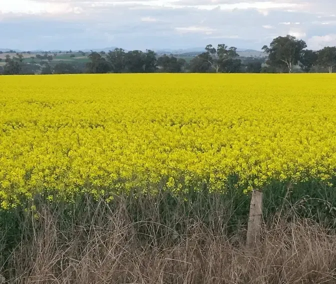 A field of yellow flowers with trees in the background — Bee HR in Narara, NSW