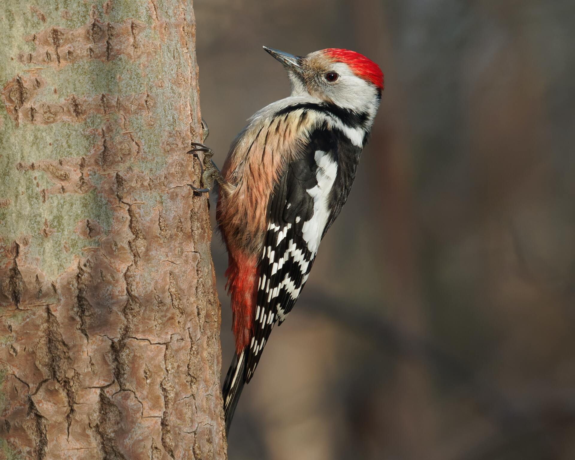 woodpecker, woodpecker damage, bird, damage, large birds, outdoor decor, wood, bird feeders